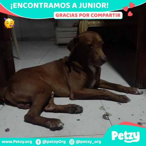 Foto de mascota Junior