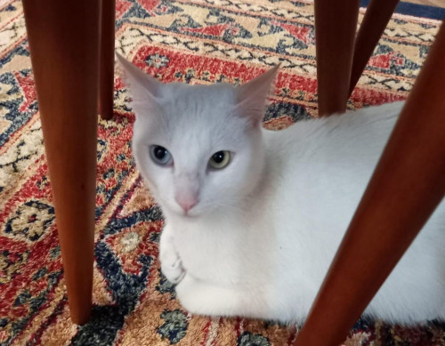 Tobi