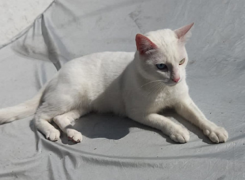 Tobi
