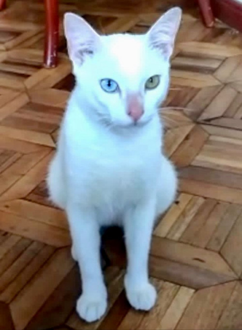 Tobi