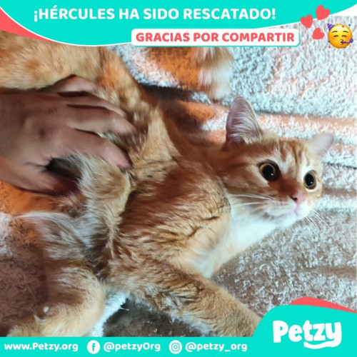 Foto de mascota Hércules