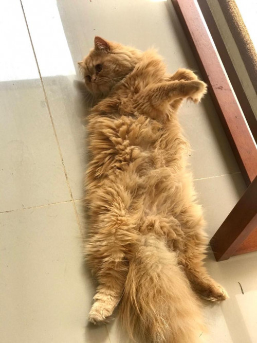Chiqui