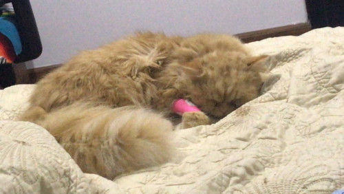 Chiqui