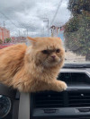 Foto de Chiqui en Chía Cundinamarca #5
