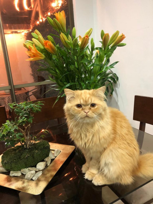 Chiqui