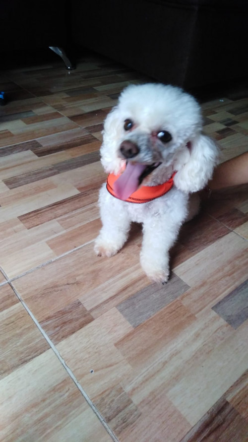 Toby
