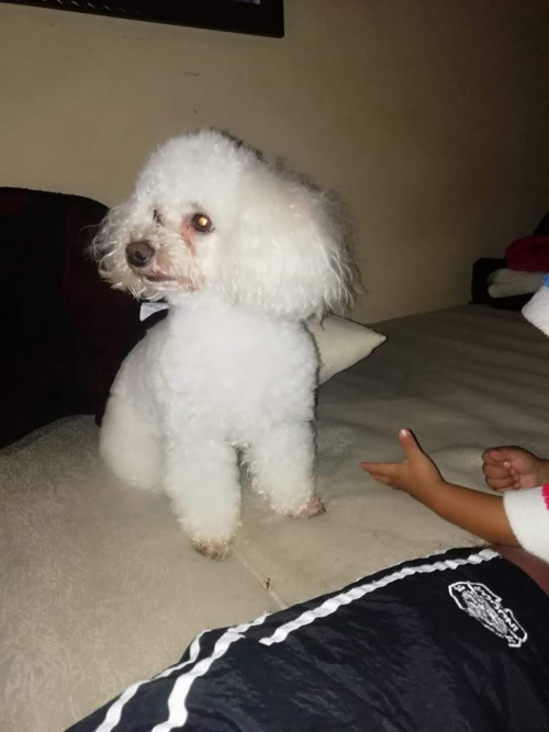 Toby