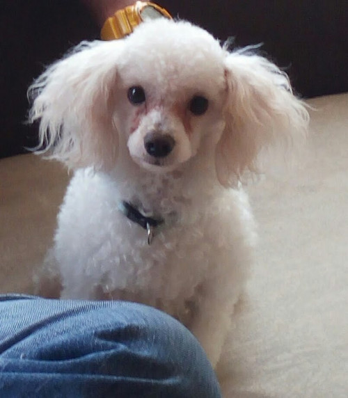 Toby
