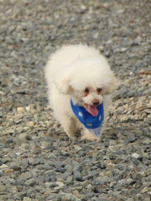 Toby