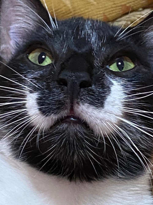 Bigotes