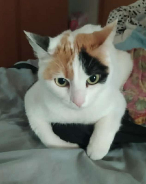 Chori (dunna)
