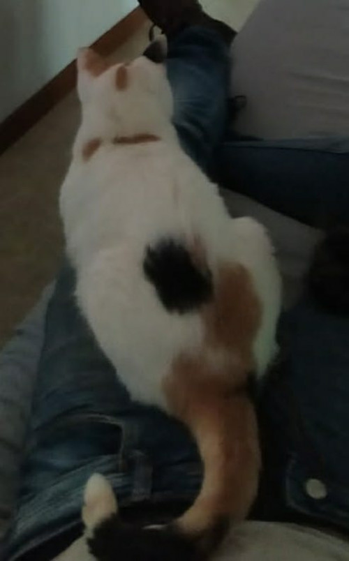 Chori (dunna)
