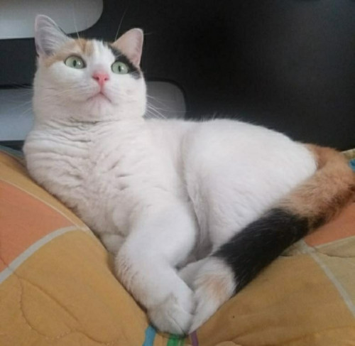 Chori (dunna)