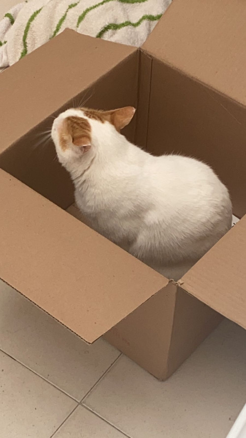 Limón