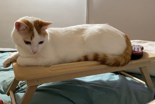 Limón