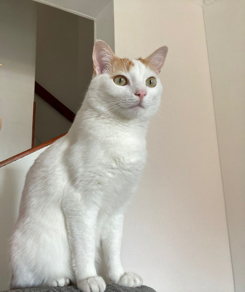 Limón
