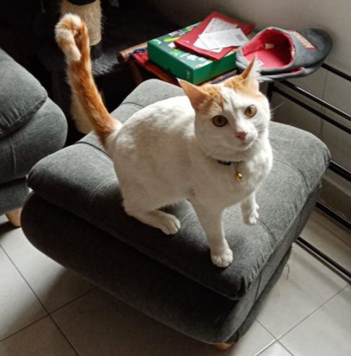 Limón