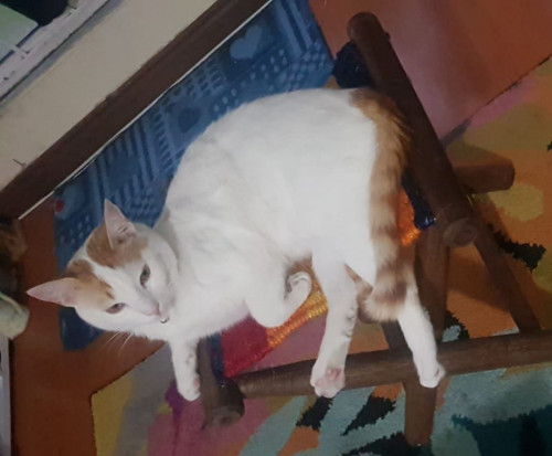 Limón