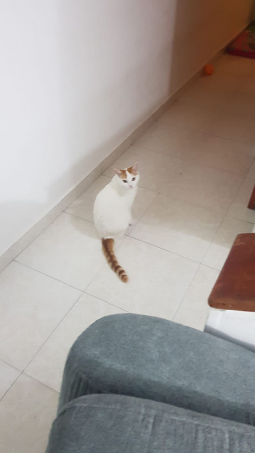Limón