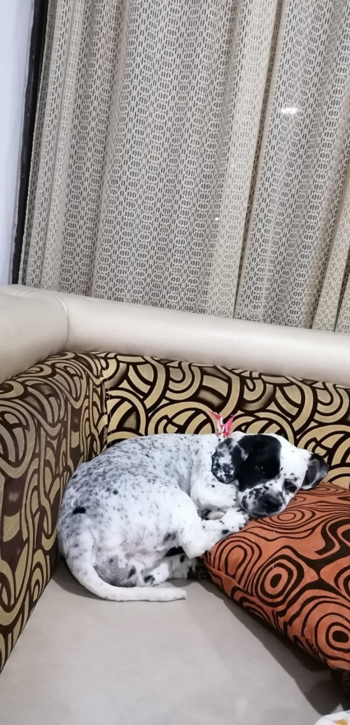 Princesa