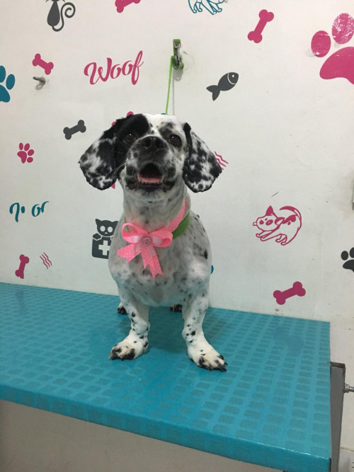 Princesa