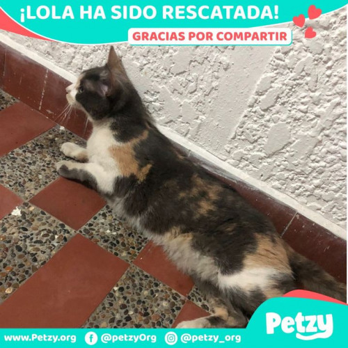 Foto de mascota Lola 