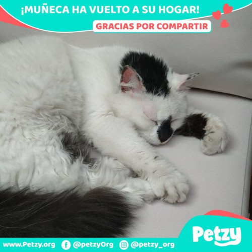 Foto de mascota Muñeca