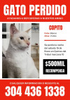 Foto de Copito en Mosquera Cundinamarca #3