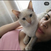 Foto de Copito en Mosquera Cundinamarca #0