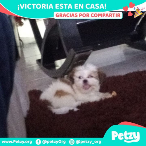 Foto de mascota Victoria