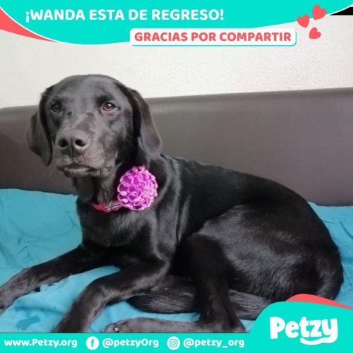 Foto de mascota Wanda