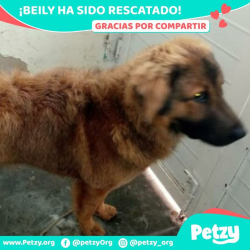 Foto de mascota Beily