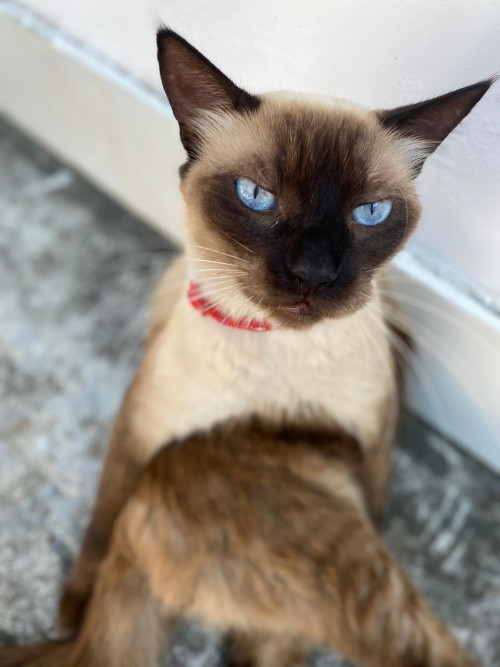 Dulce