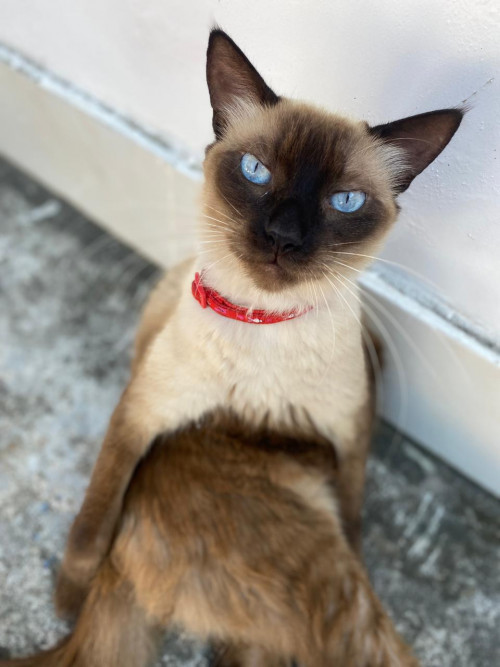 Dulce