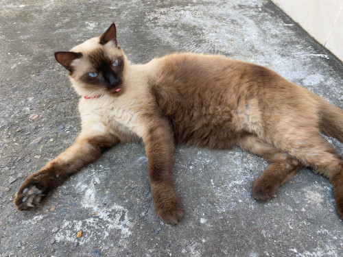 Dulce