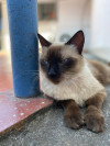 Foto de Dulce en Girón Santander #4