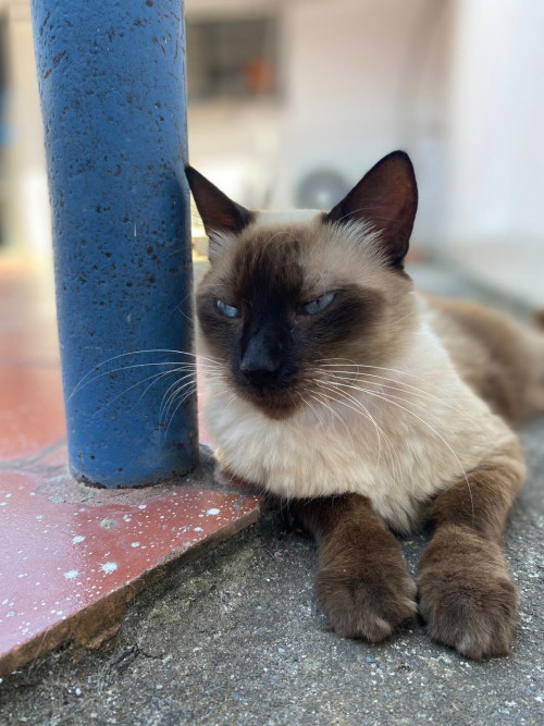 Dulce