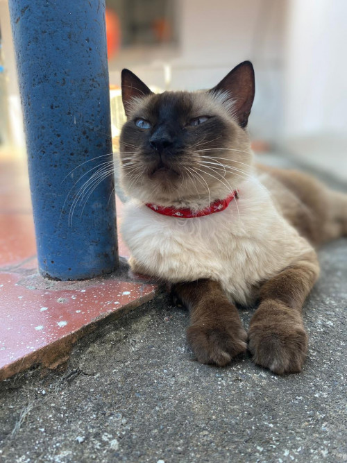 Dulce