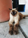 Foto de Dulce en Girón Santander #2
