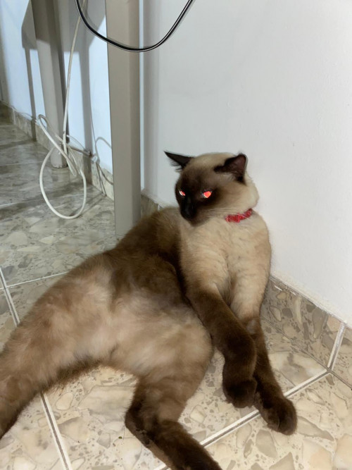 Dulce