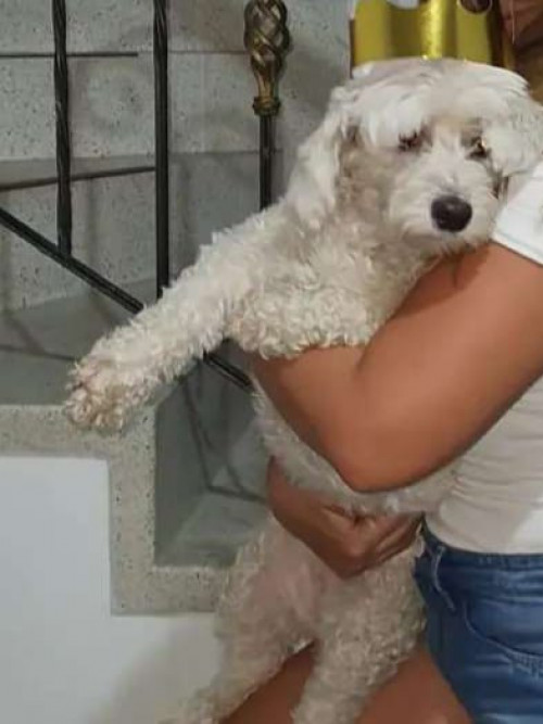 Peluza