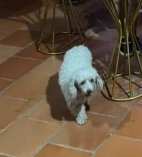 Peluza