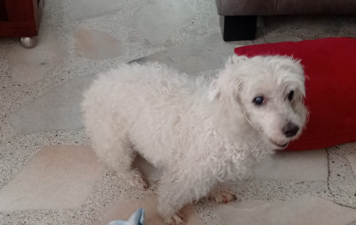 Peluza