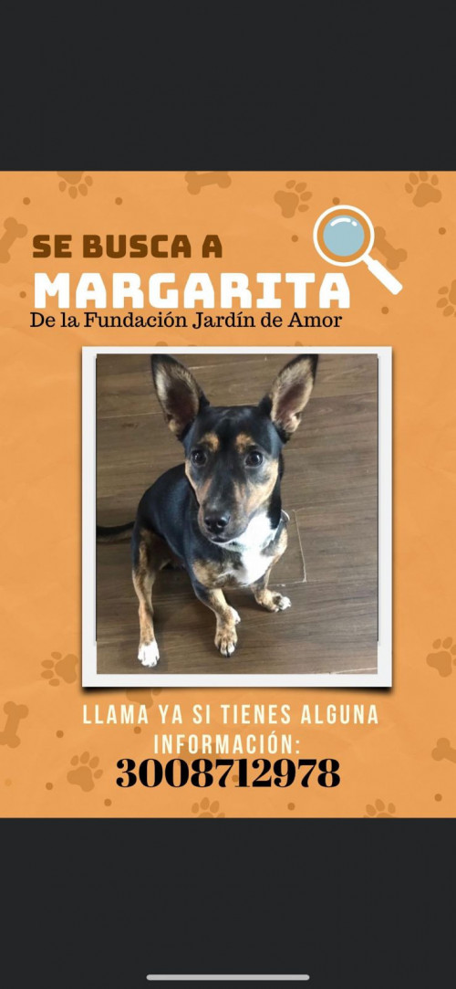 Margarita