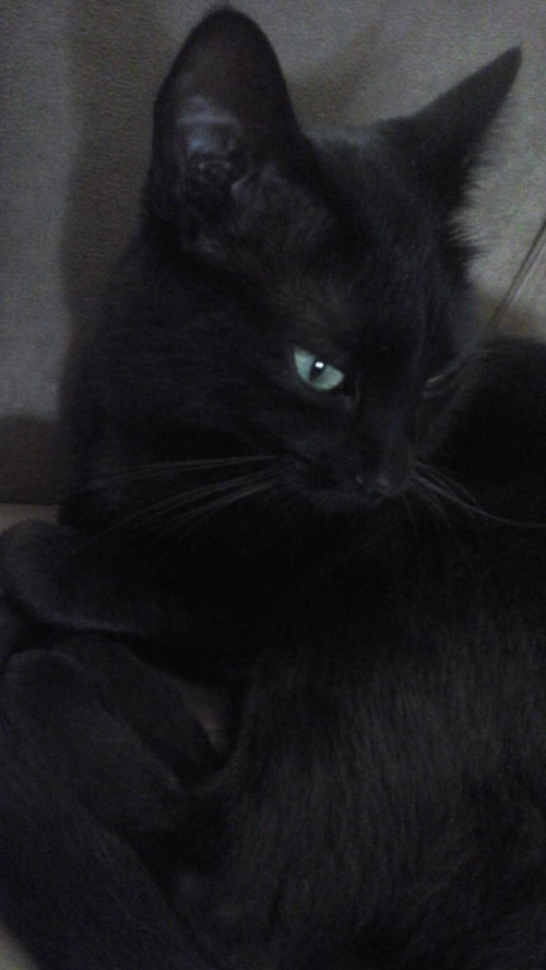 Onix