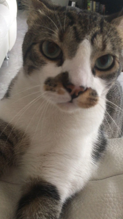 Persy