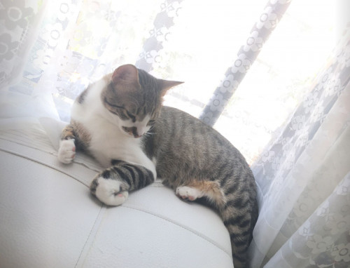 Persy