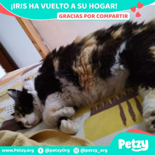 Foto de mascota Iris