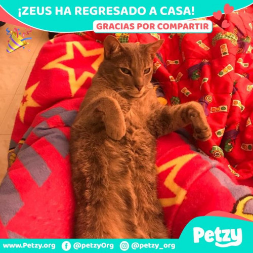 Foto de mascota Zeus
