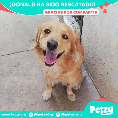 Foto de mascota Donald